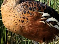 Wandering Whistling Duck (Breast & Body) - pic by Nigel Key
